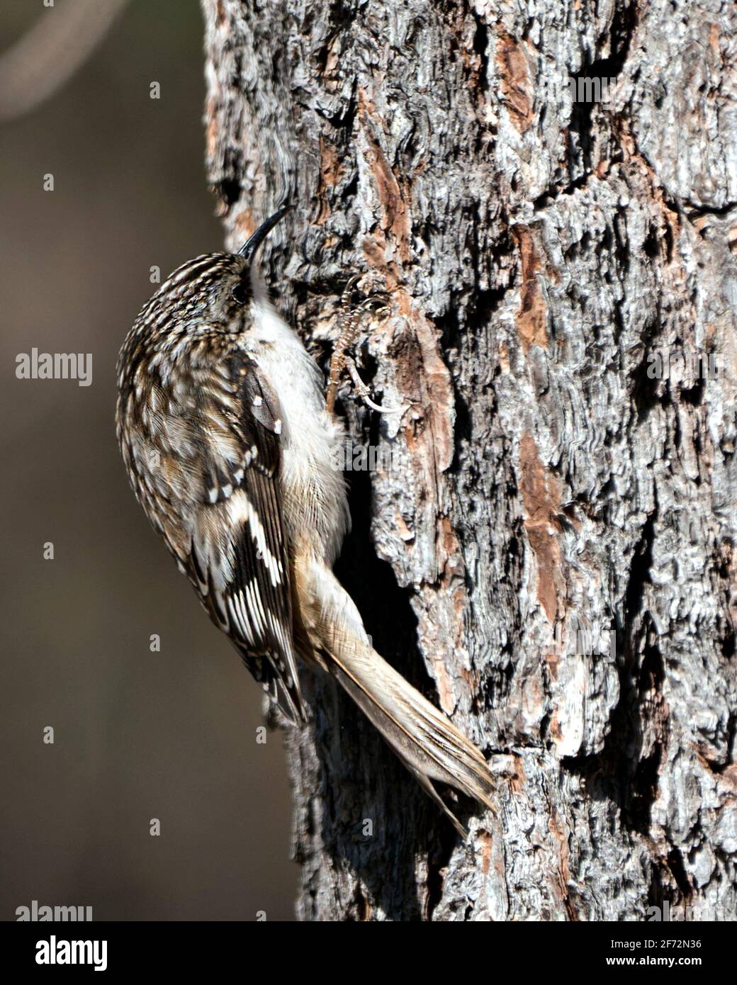 Braune Kriechvögel Nahaufnahme eines Baumstamms, der in seiner Umgebung nach Insekten sucht und braune Federn mit Tarnung und gebogenen Klauenhaken zeigt. Bild. Stockfoto