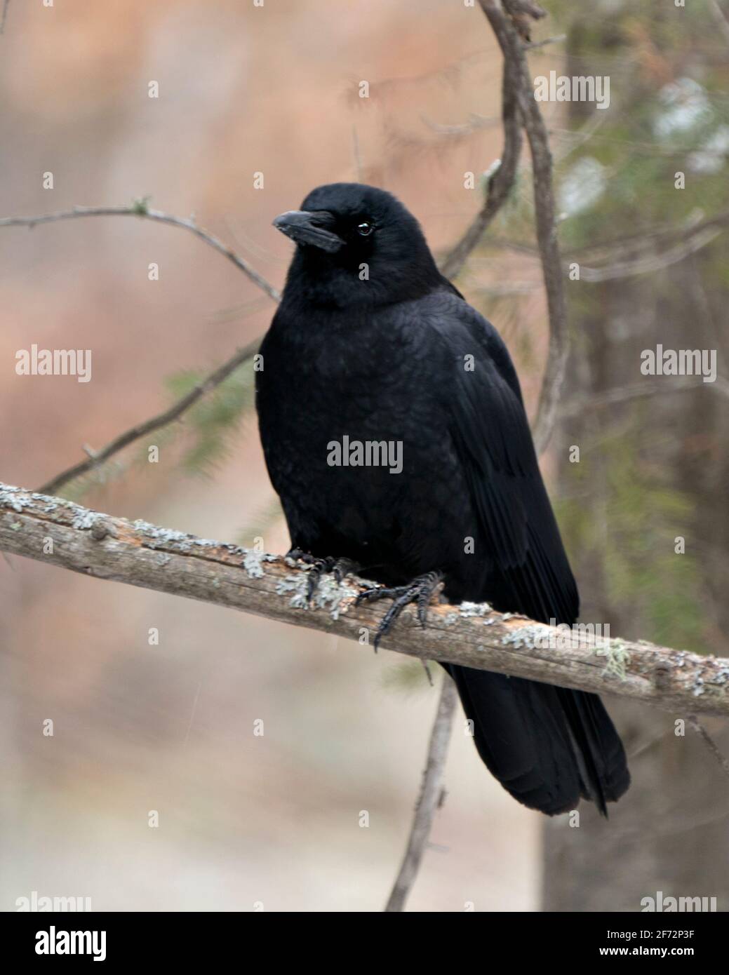 Rabenvögel thronten auf einem Baumzweig mit unscharfem Waldhintergrund, der schwarzes Federgefieder in seiner Umgebung und seinem Lebensraum zeigt. Raven Stock Photos. Stockfoto