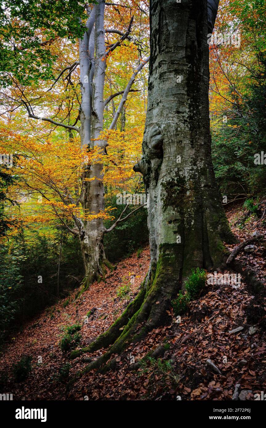 Monumentale Bäume im Gesolet-Buchenwald, im Herbst. Sie werden als die Faigs del Clot de l'Om III und IV Berguedà, Katalonien, Spanien, Pyrenäen benannt Stockfoto