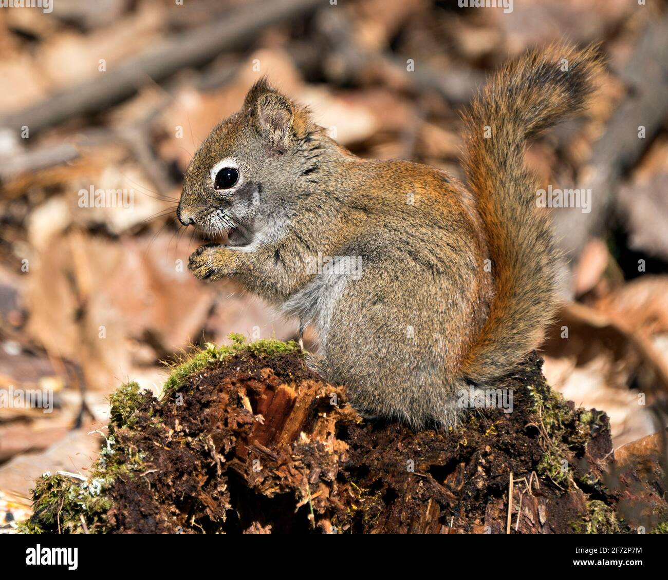 Eichhörnchen Nahaufnahme Profilansicht sitzt auf einem Moosstumpf im Wald mit buschigen Schwanz, braunem Fell, Nase, Augen, Pfoten mit einem unscharfen Hintergrund . Stockfoto