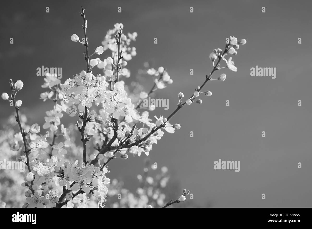 Makrofoto von Fruchtblüten am Himmel, Schwarz-Weiß-Foto Stockfoto