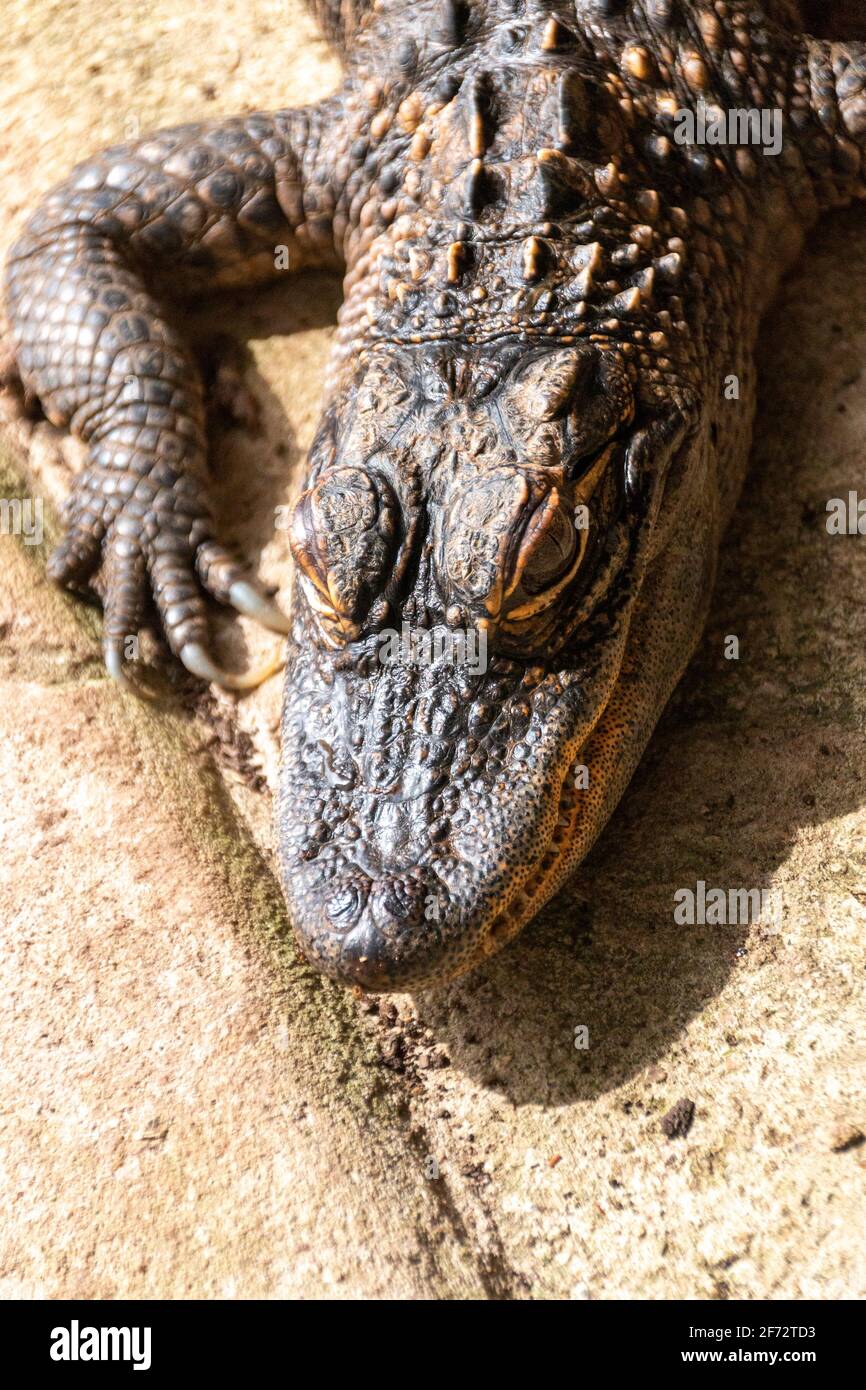 Eine Nahaufnahme eines Krokodilbabys, das die aufsaugen So Stockfoto