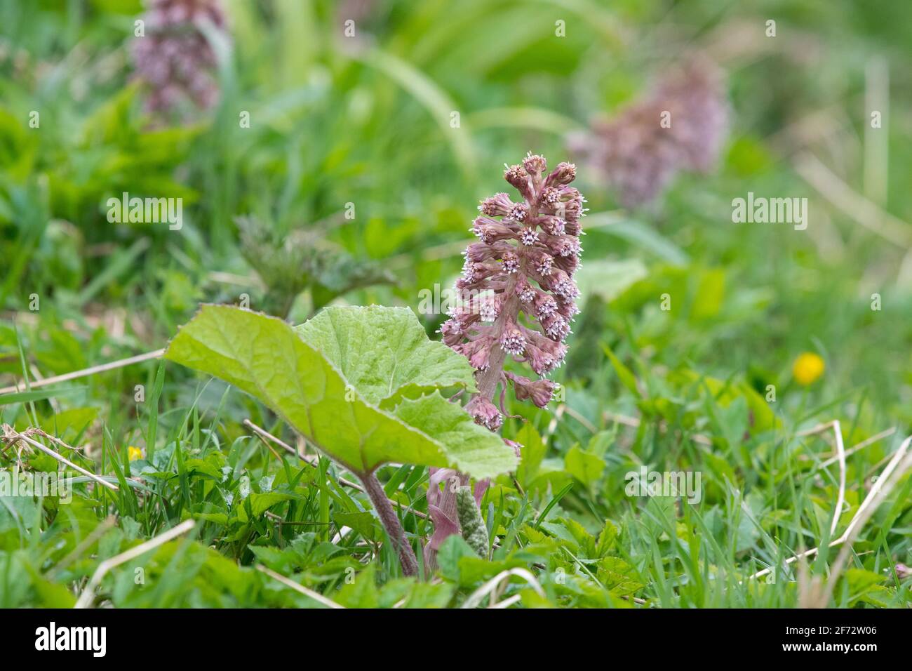 Butterbur Blume und junges Blatt (Petasites hybridus) in Schottland, Großbritannien Stockfoto