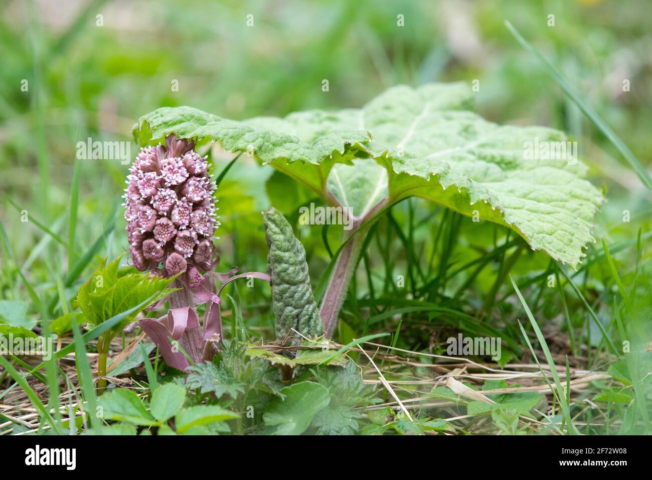 Butterbur Blume und junges Blatt (Petasites hybridus) in Schottland, Großbritannien Stockfoto