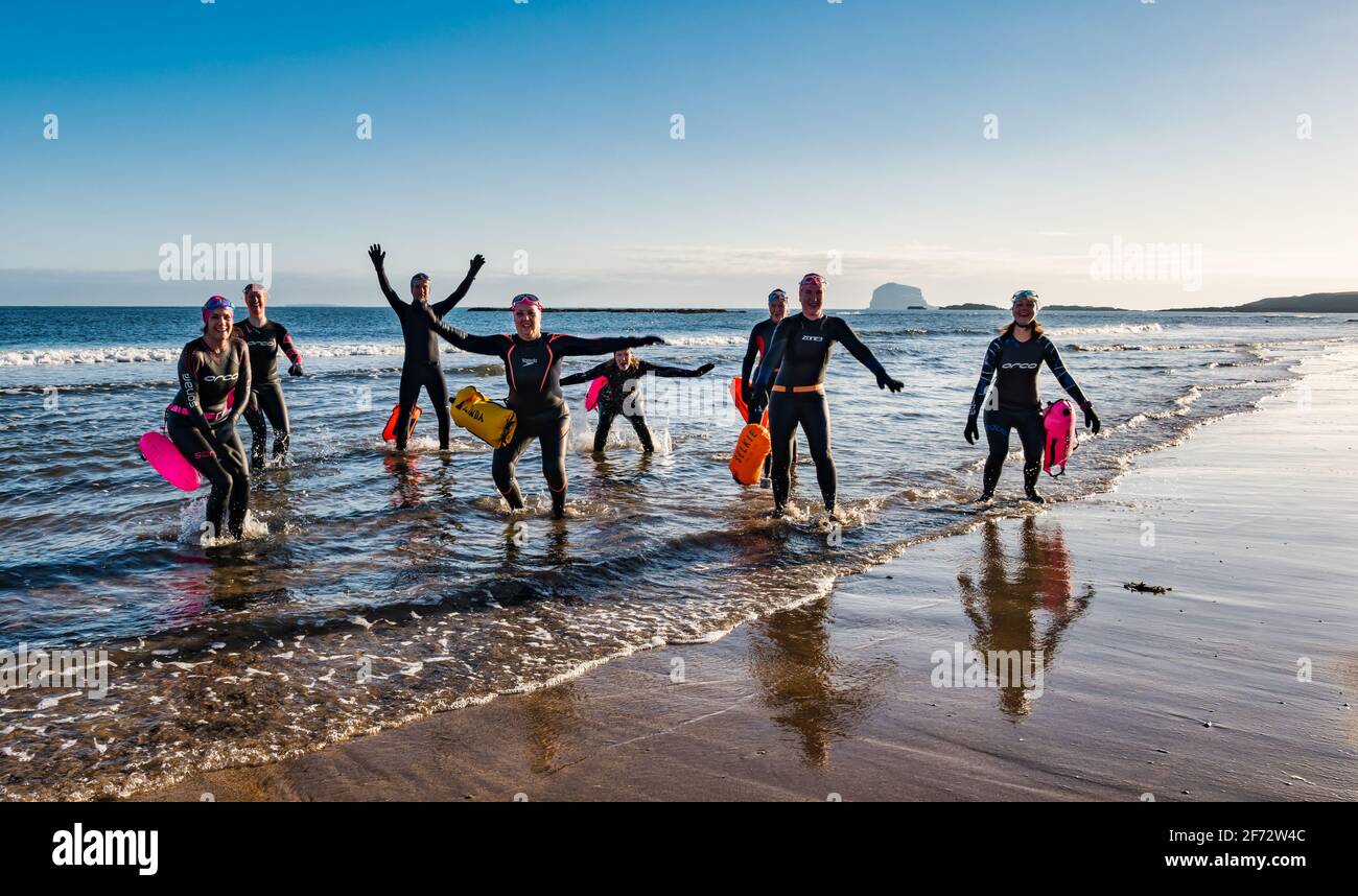 Eine Gruppe wilder Schwimmer am Strand mit dem Bass Rock am Horizont in Firth of Forth an einem sonnigen Tag, North Berwick, East Lothian, Schottland, Großbritannien Stockfoto