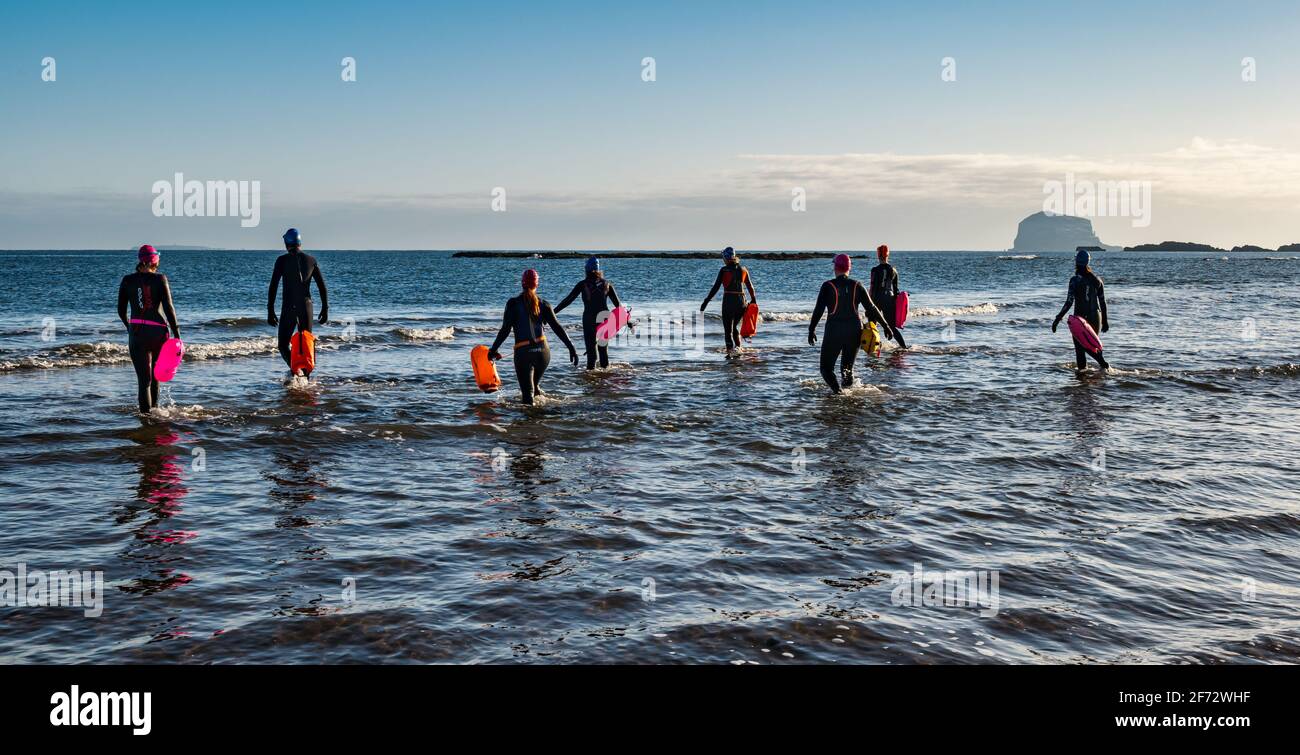 Eine Gruppe wilder Schwimmer, die mit Bass Rock am Horizont in Firth of Forth, North Berwick, East Lothian, Schottland, Großbritannien, ins Meer gehen Stockfoto