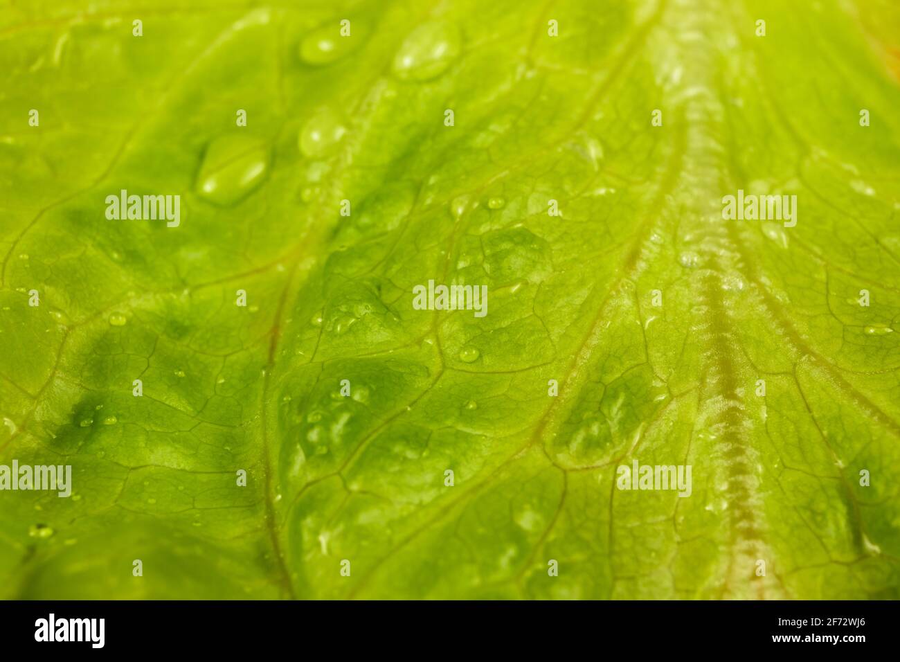 Nahaufnahme von frischem grünem Salatblatt mit Wassertropfen. Selektiver Fokus. Makroaufnahmen Stockfoto