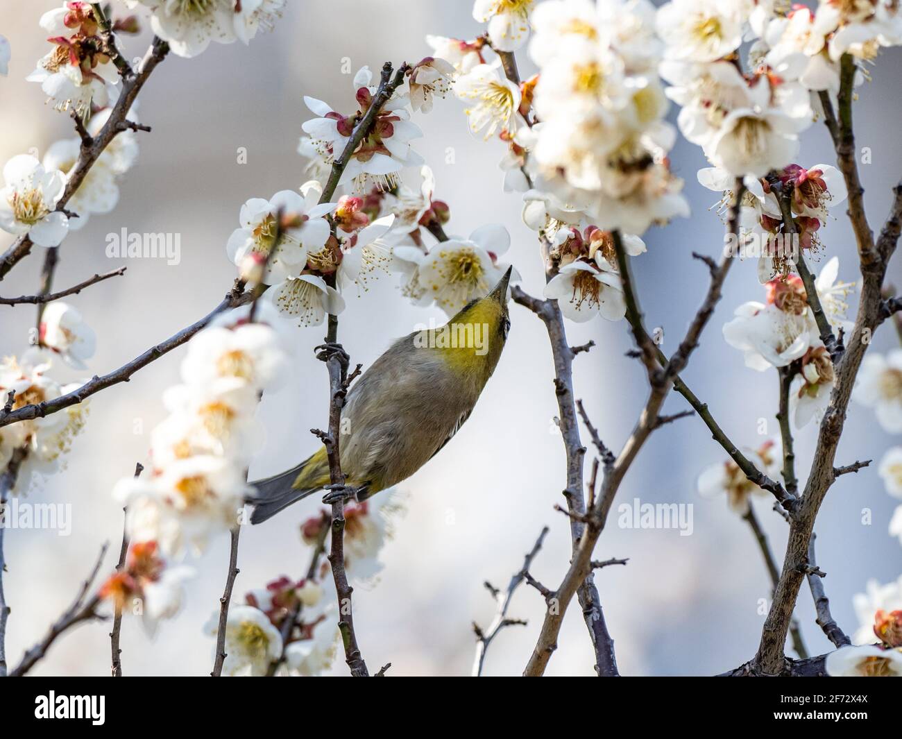 Ein japanisches weißes Auge, auch ein warbling weißes Auge oder Berg weißes Auge, Zosterops japonicus genannt, steht zwischen den Pflaumenblüten des frühen Frühlings Stockfoto