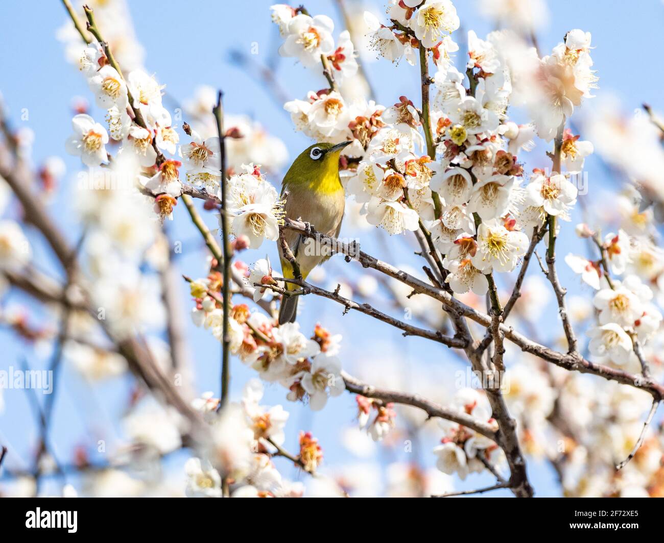 Ein japanisches weißes Auge, auch ein warbling weißes Auge oder Berg weißes Auge, Zosterops japonicus genannt, steht zwischen den Pflaumenblüten des frühen Frühlings Stockfoto