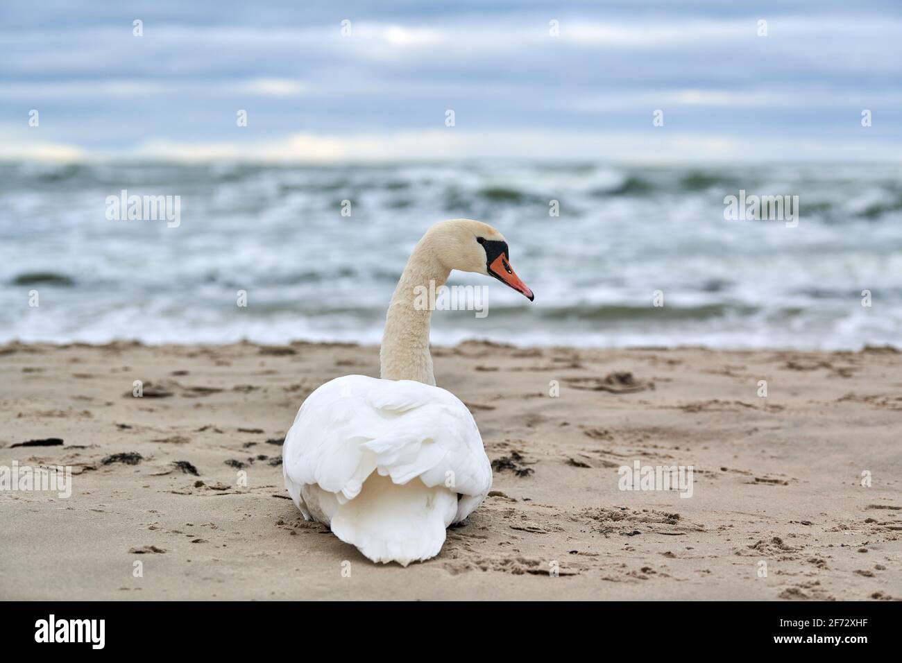 Weißer stummer Schwan, der am Sandstrand sitzt und sich ausruht, hört die blaue Ostsee. Winterlandschaft. Stockfoto