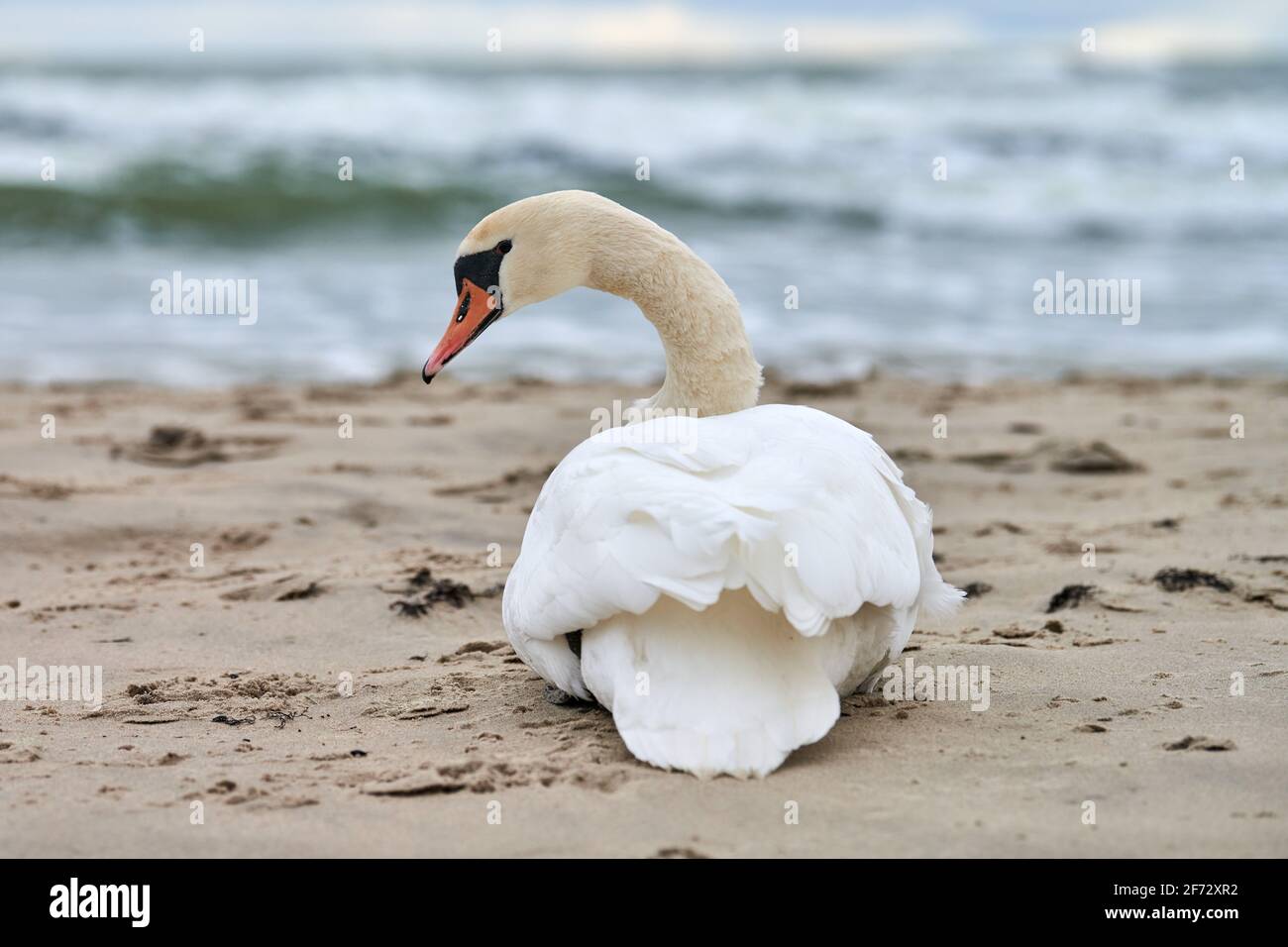 Weißer stummer Schwan, der am Sandstrand sitzt und sich ausruht, hört die blaue Ostsee. Winterlandschaft. Stockfoto