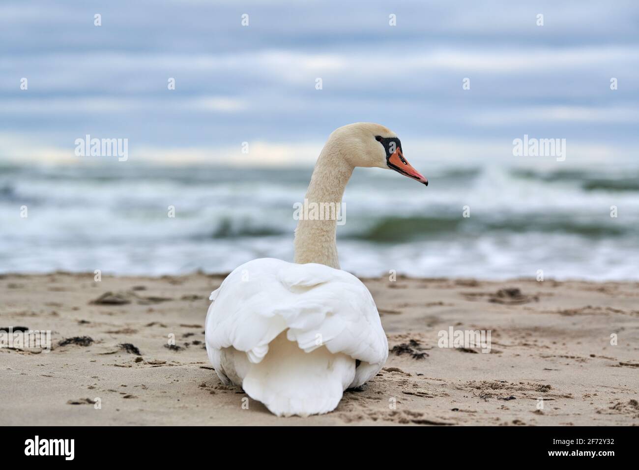 Weißer stummer Schwan, der am Sandstrand sitzt und sich ausruht, hört die blaue Ostsee. Winterlandschaft. Stockfoto