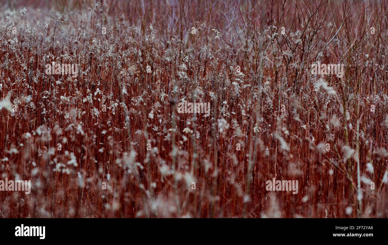 bio-saatgut-adventskalender Floragard Terre Unity Adventskalender Bio Saatgut Samen Samenfest   HaGaFeShop