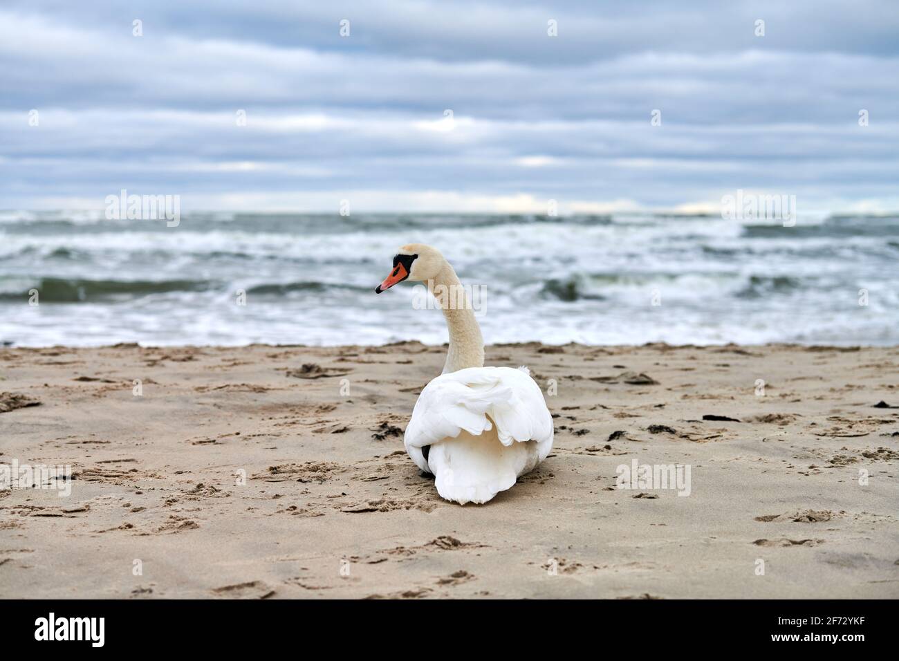 Weißer stummer Schwan, der am Sandstrand sitzt und sich ausruht, hört die blaue Ostsee. Winterlandschaft. Stockfoto