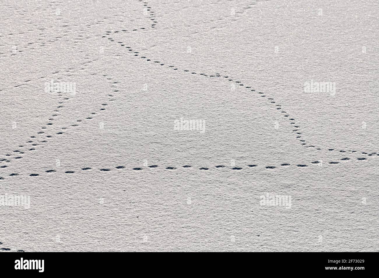 Fußabdrücke von Vögeln und Spuren von Vögeln auf weißem Schnee, Nahaufnahme. Winterhintergrund. Stockfoto