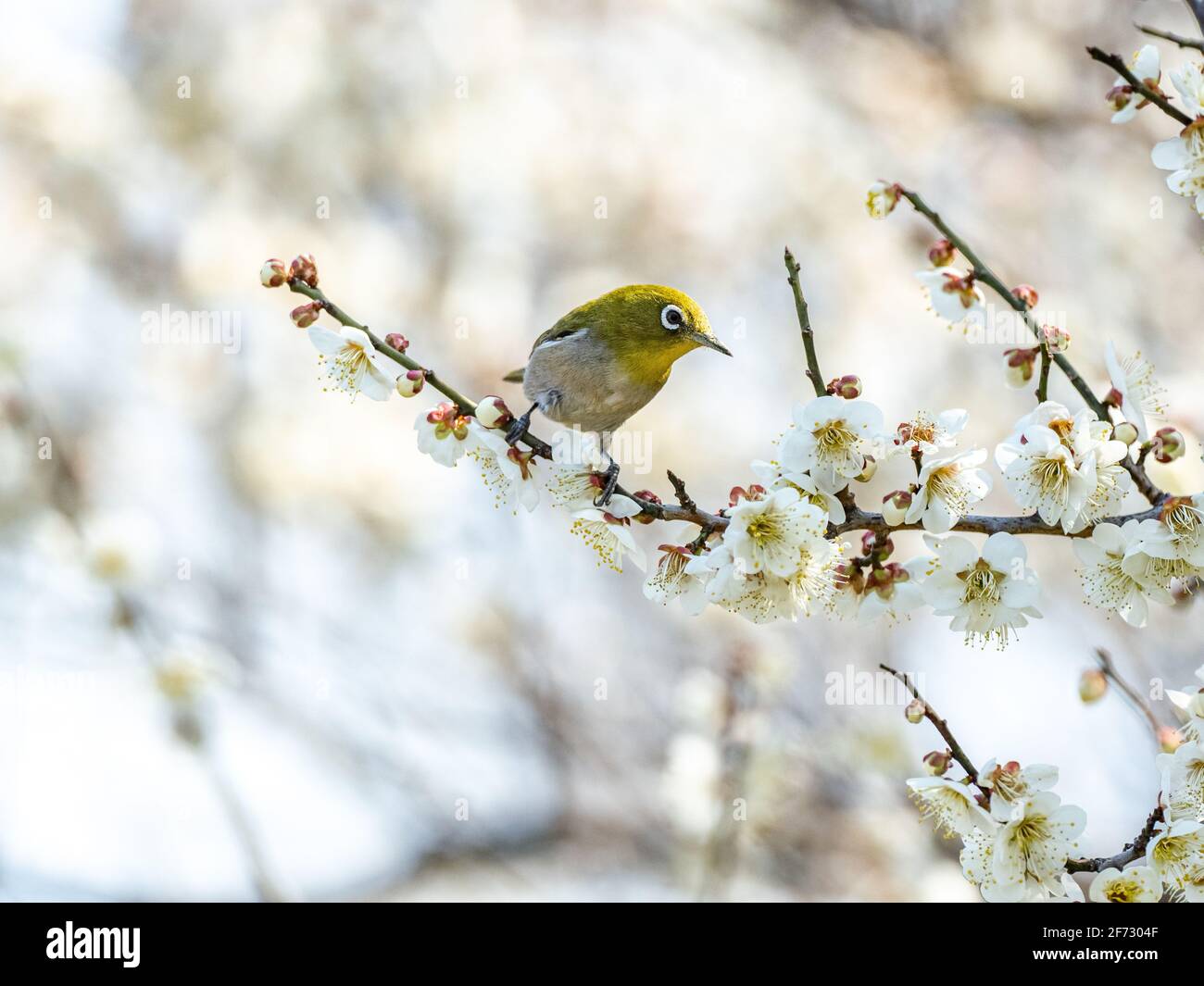 Ein japanisches weißes Auge, auch ein warbling weißes Auge oder Berg weißes Auge, Zosterops japonicus genannt, steht zwischen den Pflaumenblüten des frühen Frühlings Stockfoto