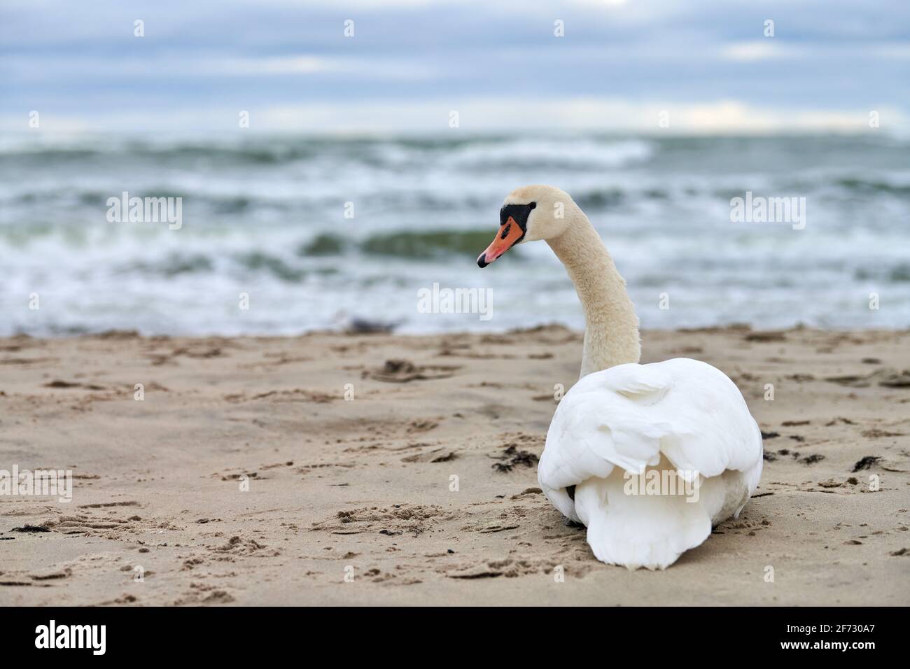 Weißer stummer Schwan, der am Sandstrand sitzt und sich ausruht, hört die blaue Ostsee. Winterlandschaft. Stockfoto