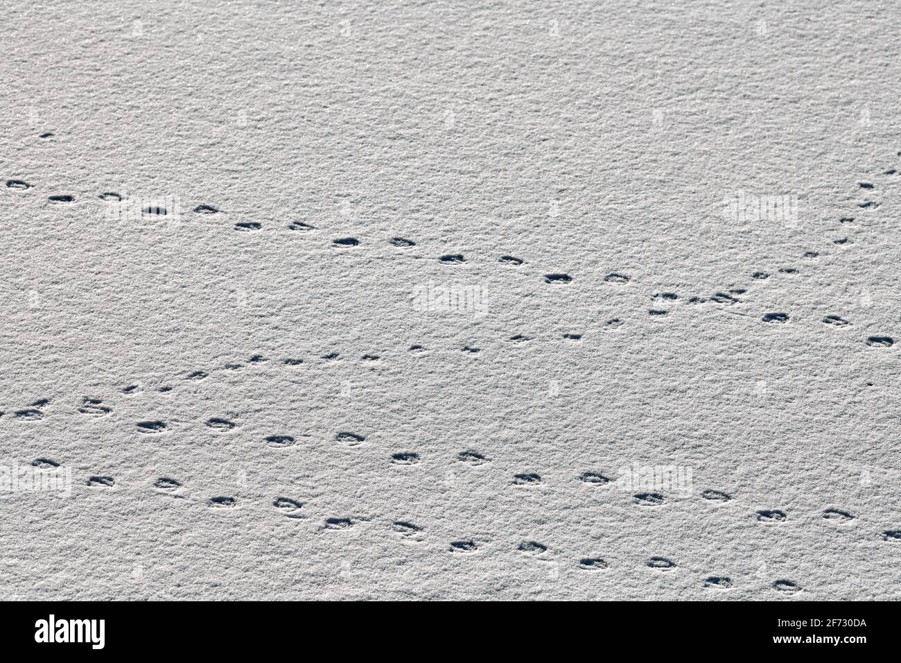 Fußabdrücke von Vögeln und Spuren von Vögeln auf weißem Schnee, Nahaufnahme. Winterhintergrund. Stockfoto