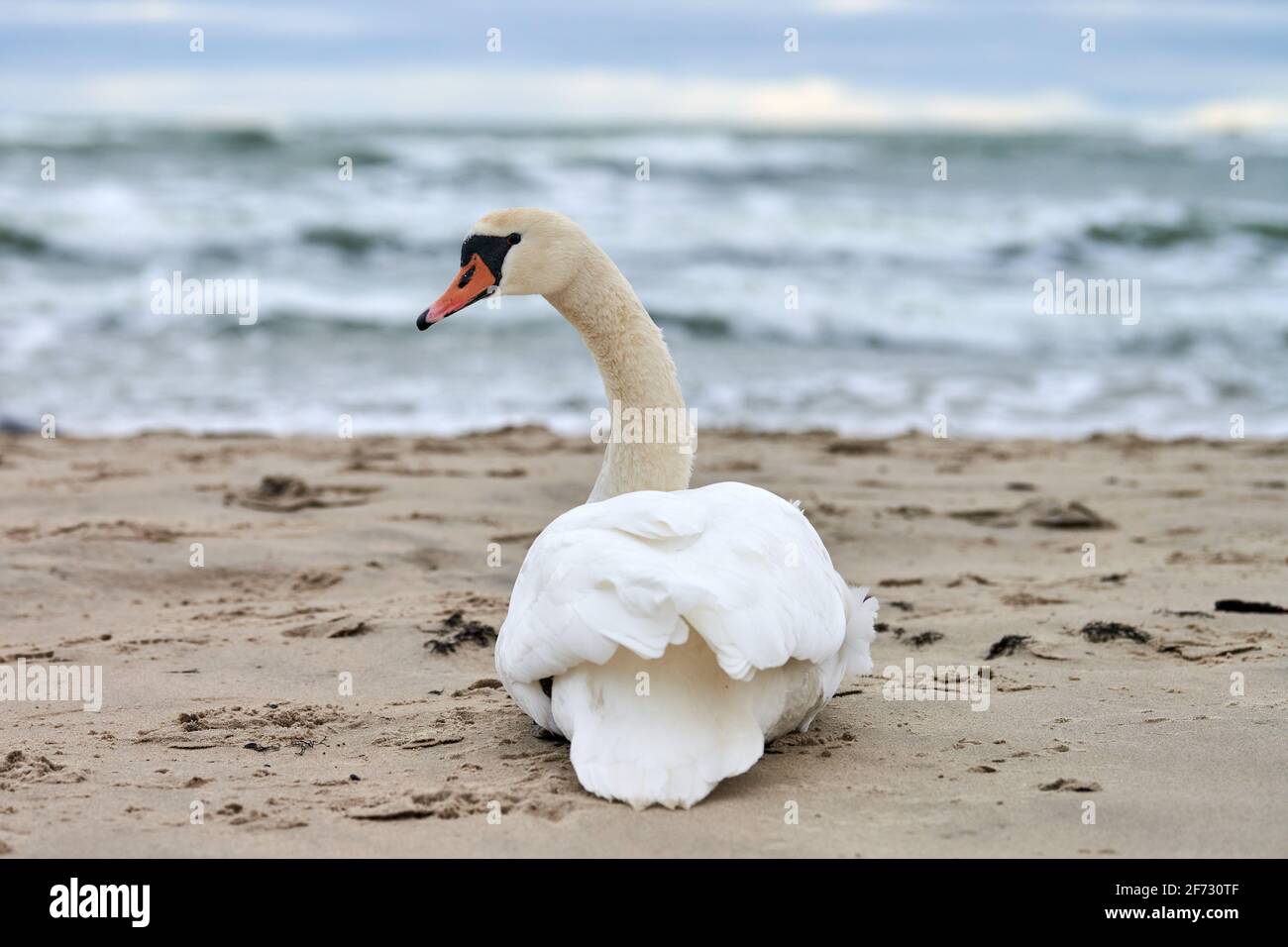 Weißer stummer Schwan, der am Sandstrand sitzt und sich ausruht, hört die blaue Ostsee. Winterlandschaft. Stockfoto