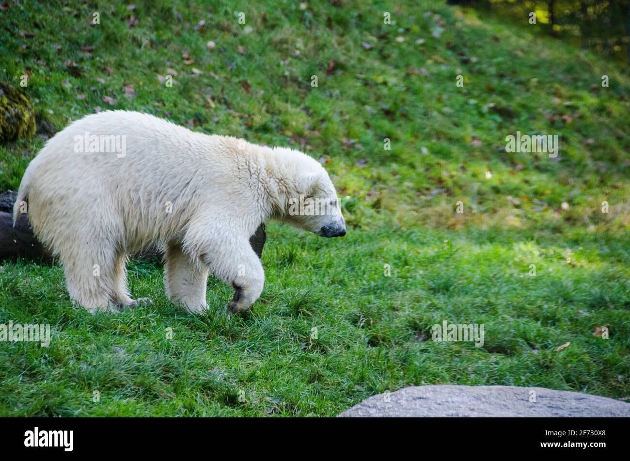 Der Eisbär wandert auf dem grünen Gras. Das Tier ist schlecht an warmes Wetter angepasst. Stockfoto