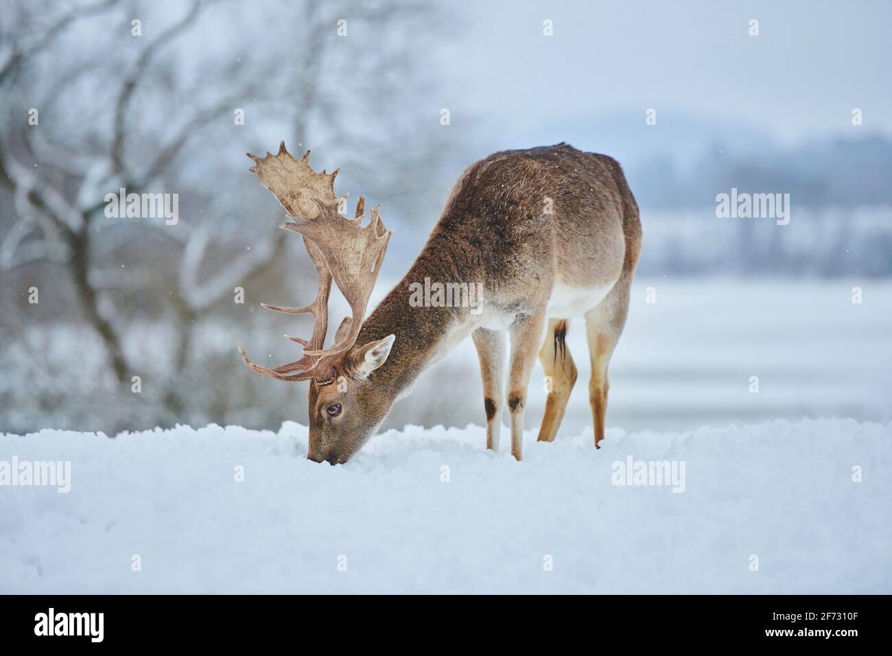 Damwild (Dama dama) auf einer verschneiten Wiese, Bayern, Deutschland Stockfoto