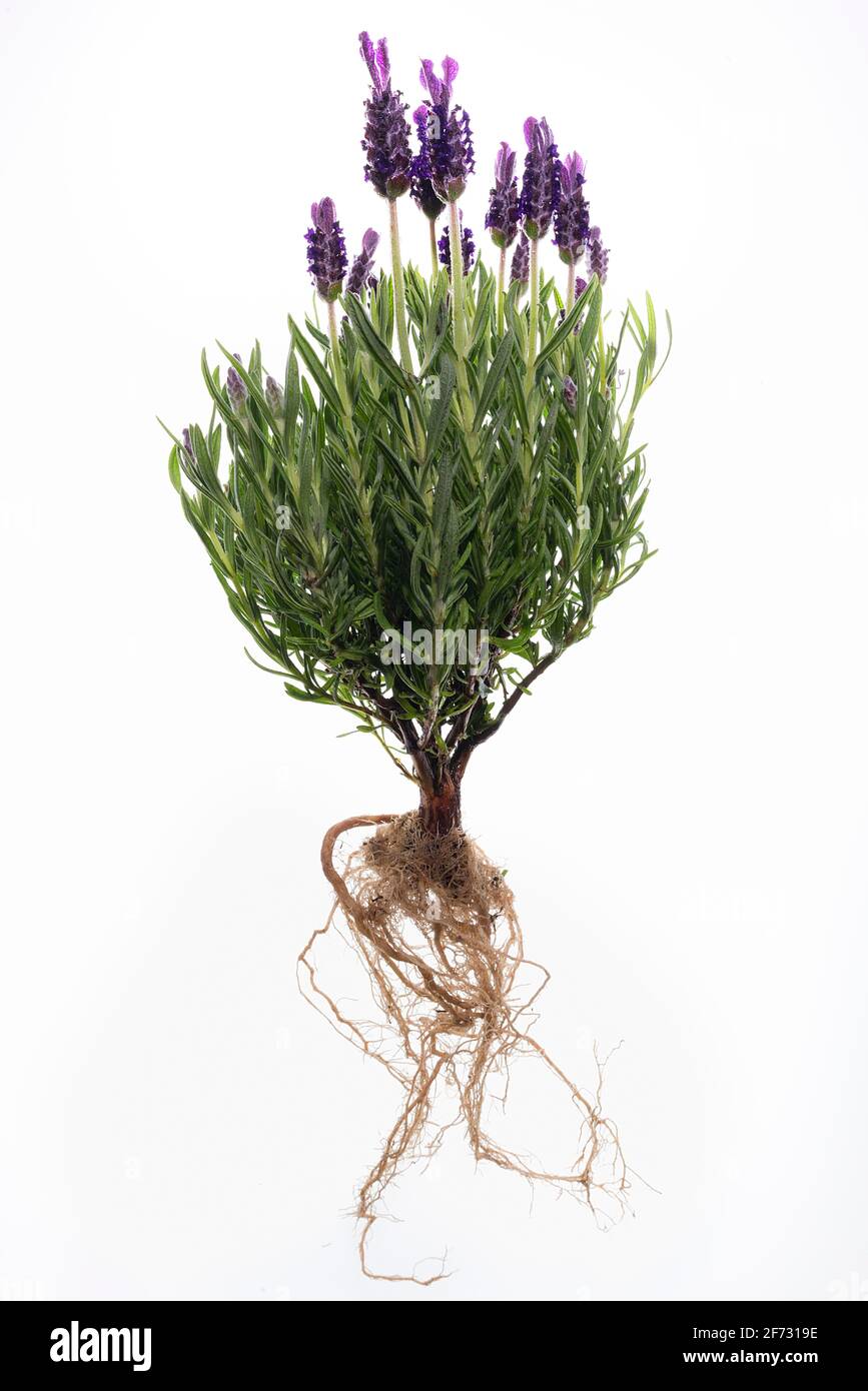 Französischer Lavendel (Lavandula stoechas) auf weißem Grund, Deutschland Stockfoto