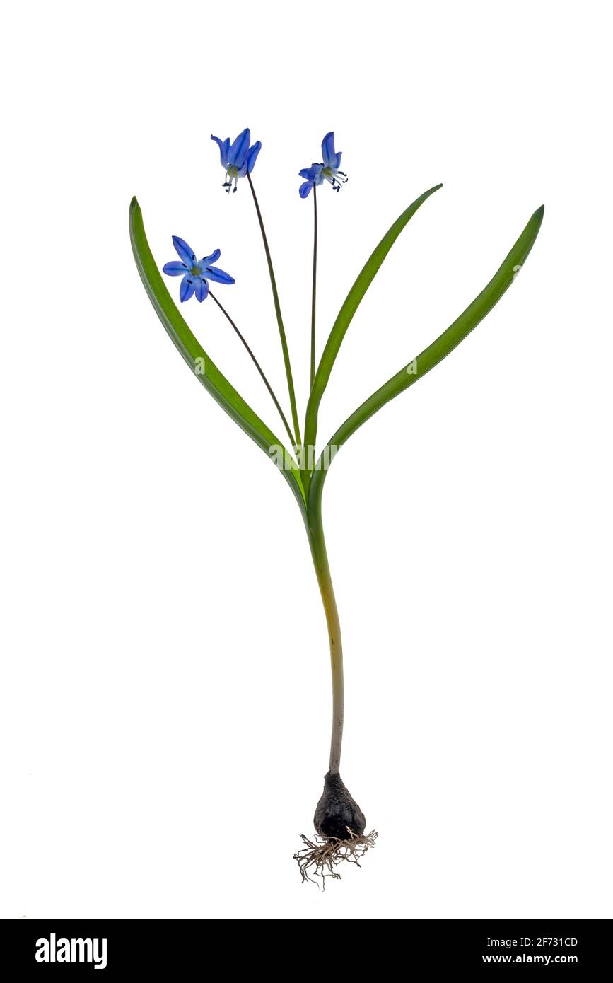 Squill (Scilla) auf weißem Grund, Deutschland Stockfoto