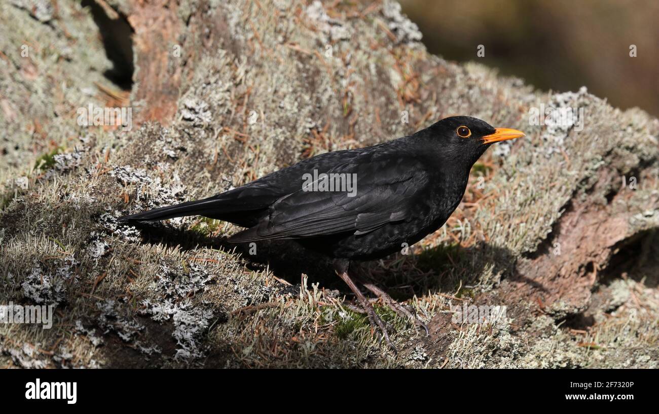 Amsel, Amsel, Turdus merula Stockfoto