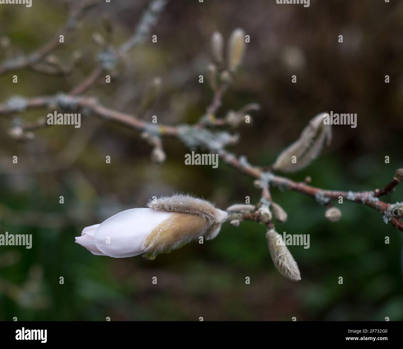 Magnolia Bud auf Lichen Covered Branch Stockfoto