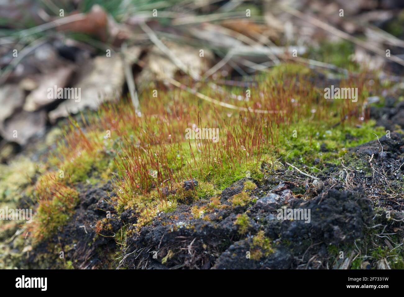 Moos mit rotem Sporophyt (Pohlia-Nutane) Nahaufnahme selektiver Fokus Stockfoto