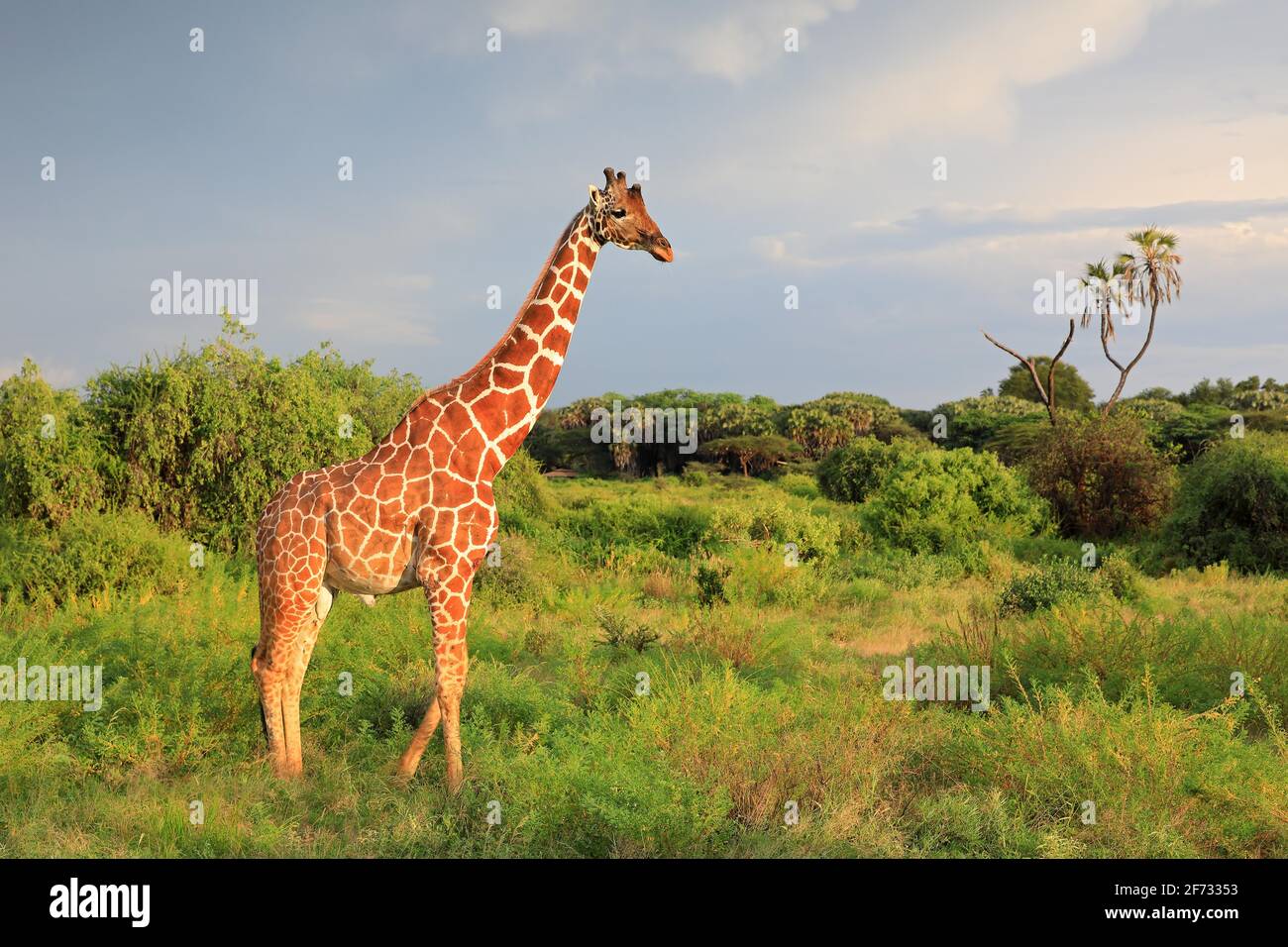 Netzgiraffe (Giraffa reticulata), Samburu National Reserve, Kenia Stockfoto