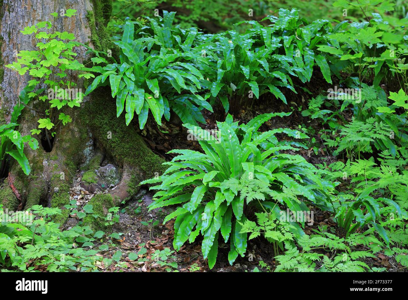 Hart-Zungenfarn (Asplenium scolopendrium), Leptosporangiat-Farne  (Polypodiopsida), Bad Urach, Schwbische Alb, Baden-Wrttemberg,  Deutschland Stockfotografie - Alamy