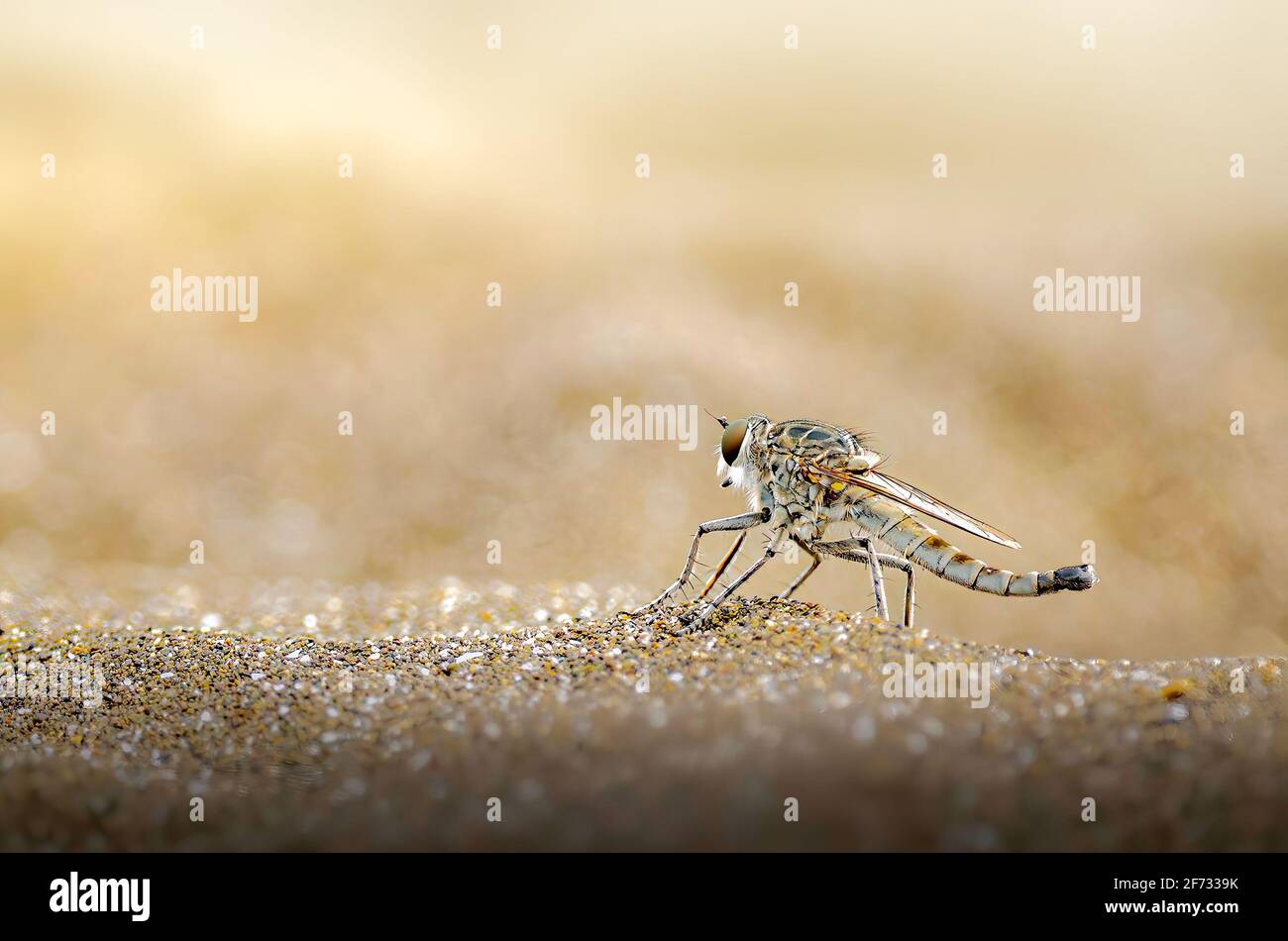 Robberfly im Sand, Assassin im Sand Stockfoto