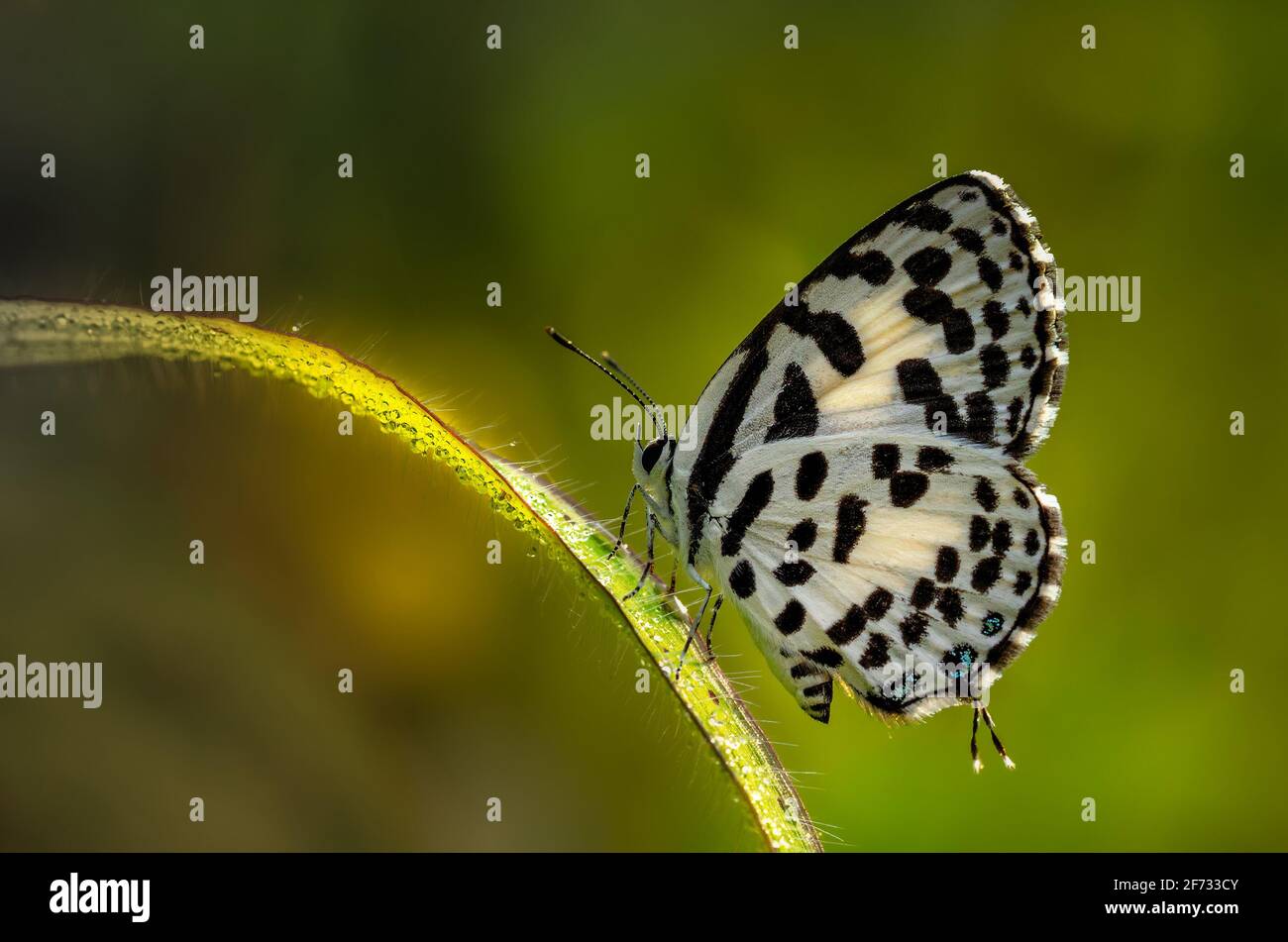 Gewöhnlicher Pierrot mit Tautropfen, der auf dem Grasblatt sitzt Stockfoto