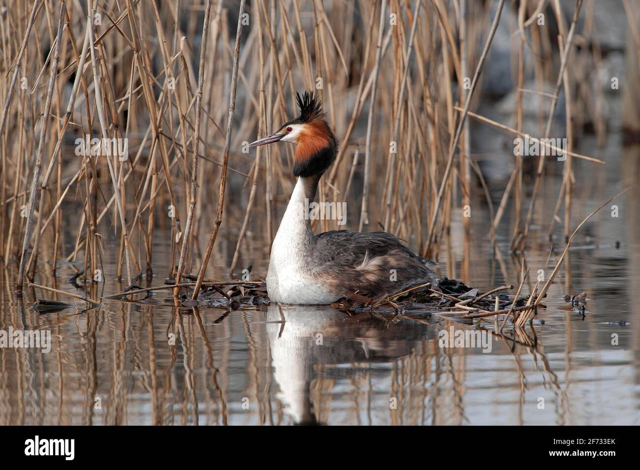 Haubentaucher (Podiceps cristatus) brütet auf schwimmendem Nest, Niedersachsen, Deutschland Stockfoto