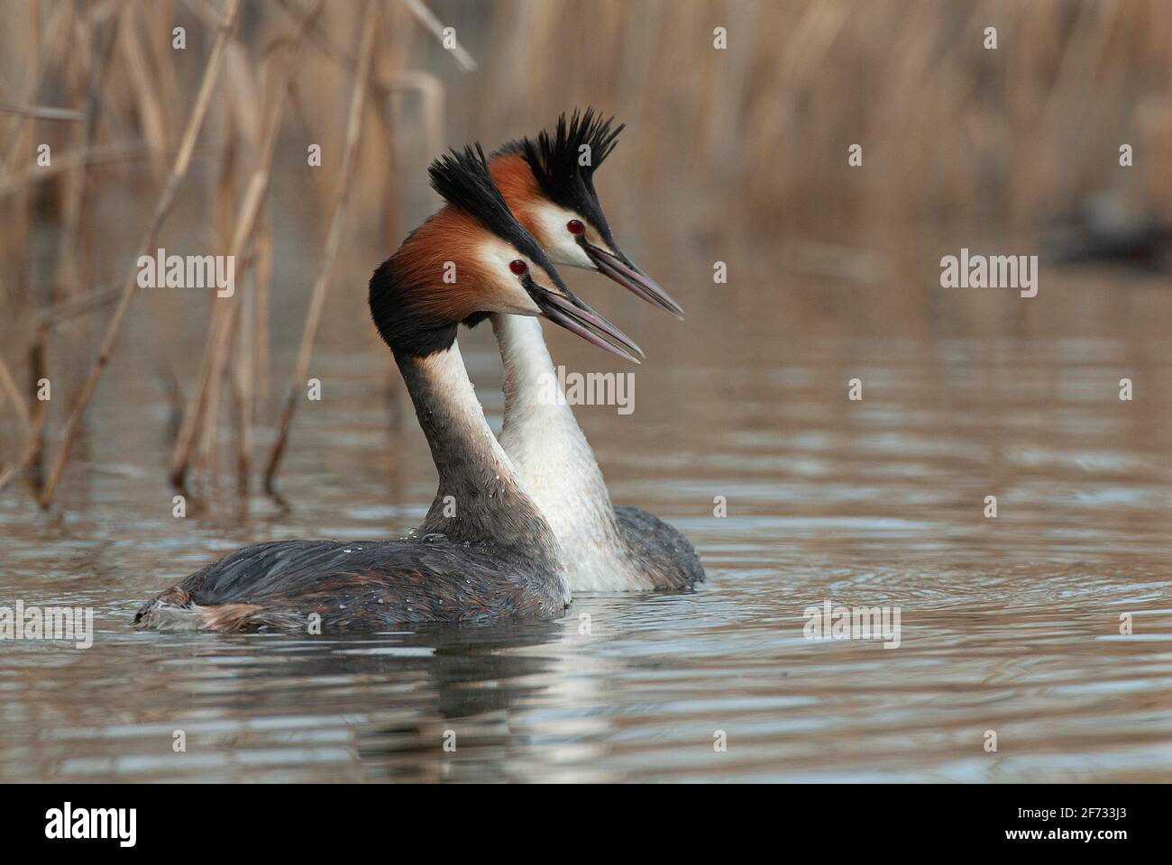 Haubentaucher (Podiceps cristatus) Courtship Ritual der Haubentaucher, Niedersachsen, Deutschland Stockfoto