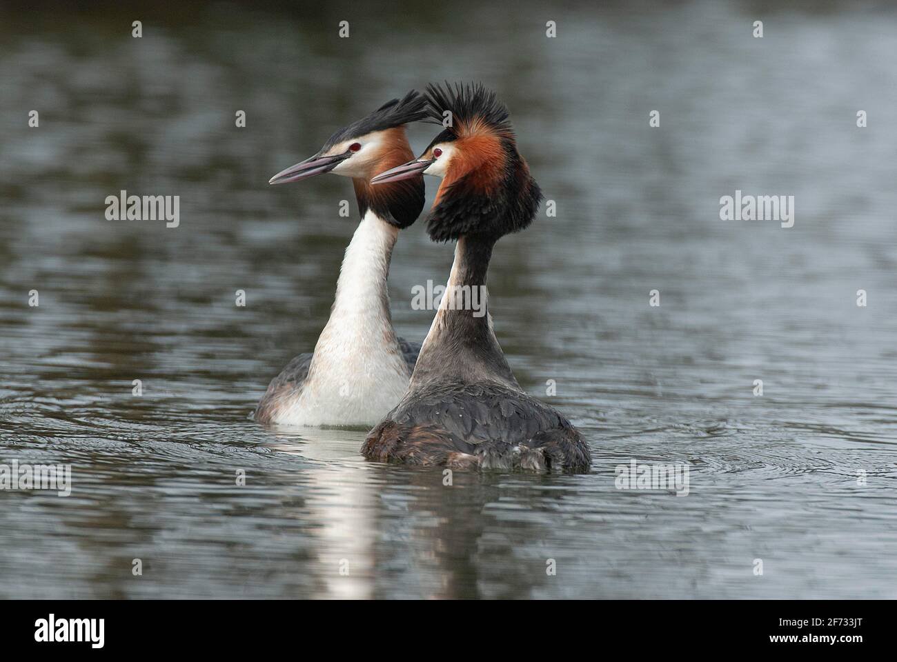 Haubentaucher (Podiceps cristatus) Courtship Ritual der Haubentaucher, Niedersachsen, Deutschland Stockfoto