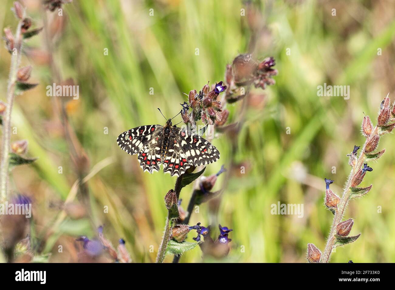 Südliches Festoon (Zerynthia polyxena) auf der Blüte des Lungenkrautes, Extremadura, Spanien Stockfoto