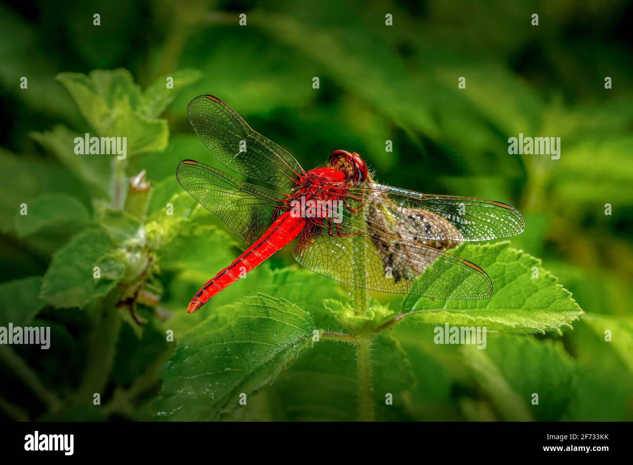 Rotadern-Liebster auf einem Pflanzenzweig thront. Stockfoto