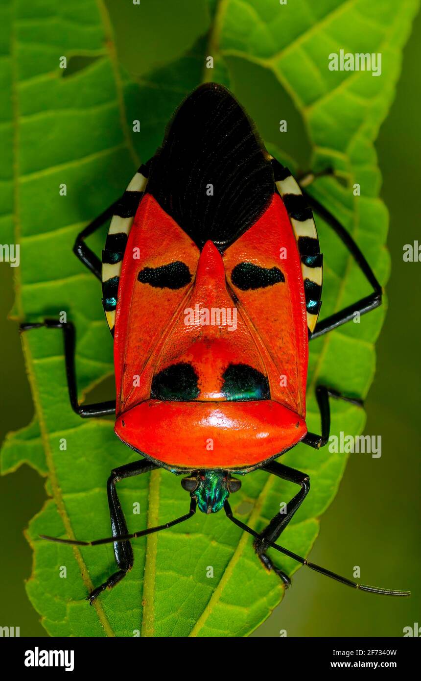 Vom Menschen gesichtiger Stinkfehler (Catacanthus incarnatus) Stockfoto