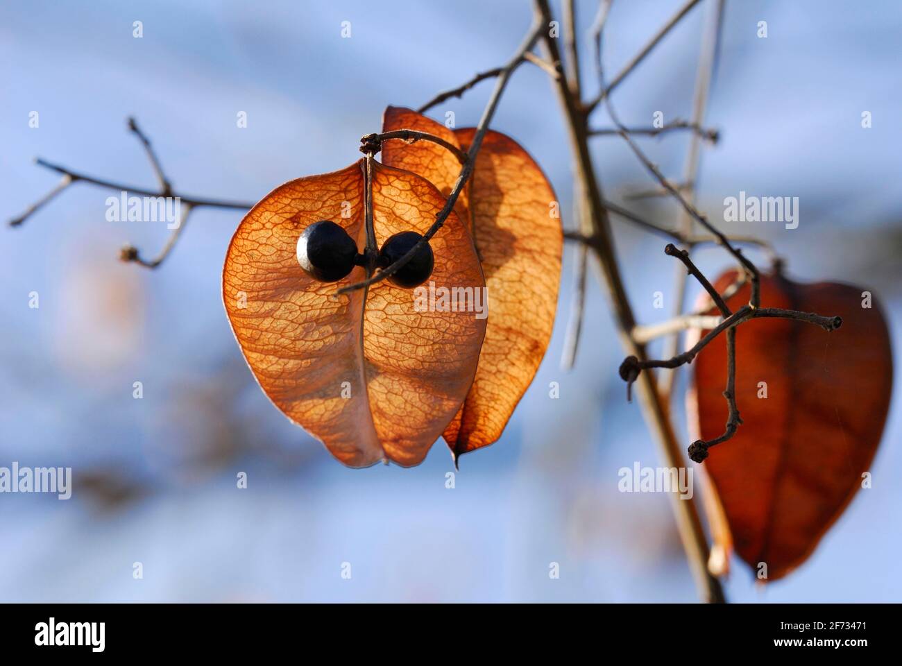 Rispy Bubble Tree, Früchte ( Koelreuteria paniculata) Stockfoto