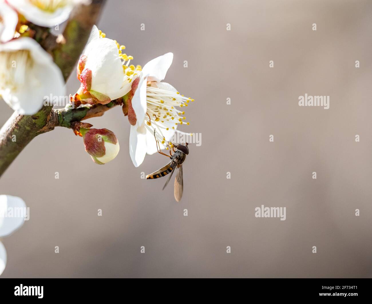 Eine Schwebefliege ernährt sich von offenen Ume-Pflaumenblüten in einem Obstgarten in der Nähe von Yokohama, Japan. Stockfoto