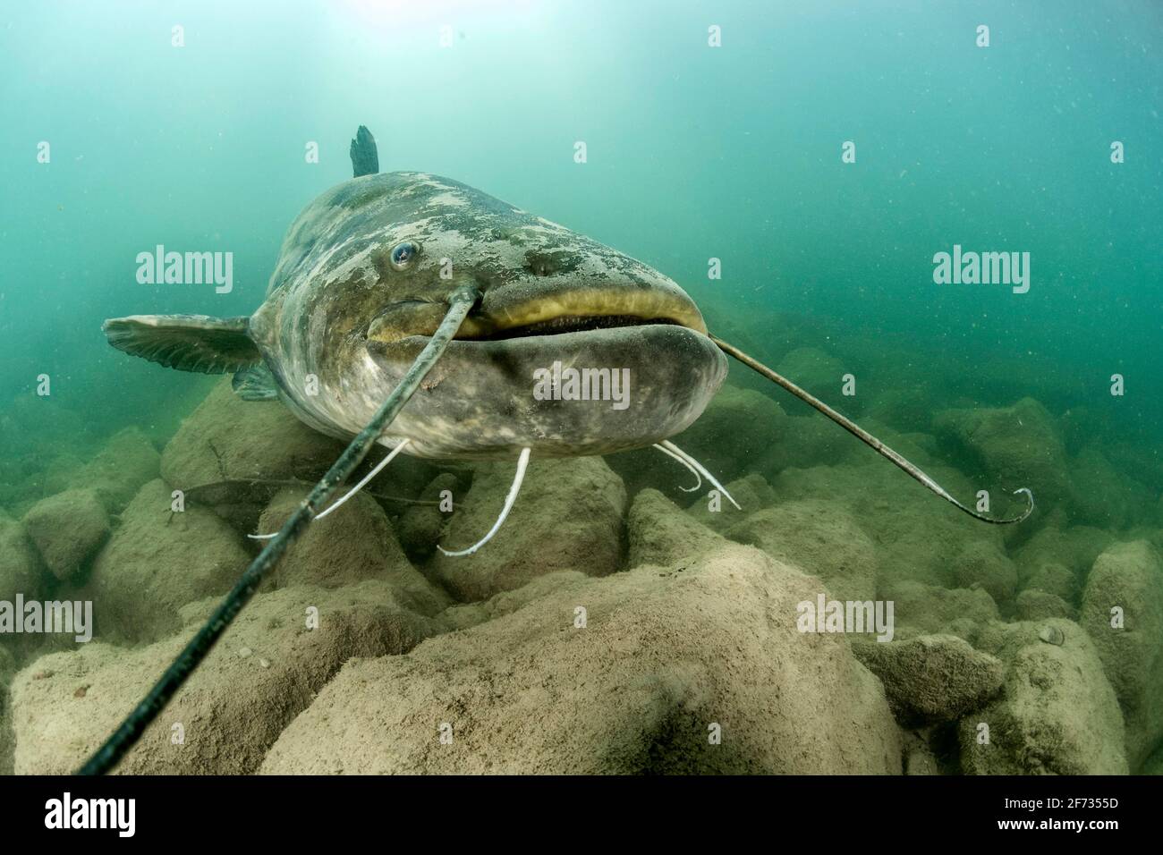 Wels Wels (Silurus glanis), im Fluss Lez, Montpellier, Frankreich Stockfoto