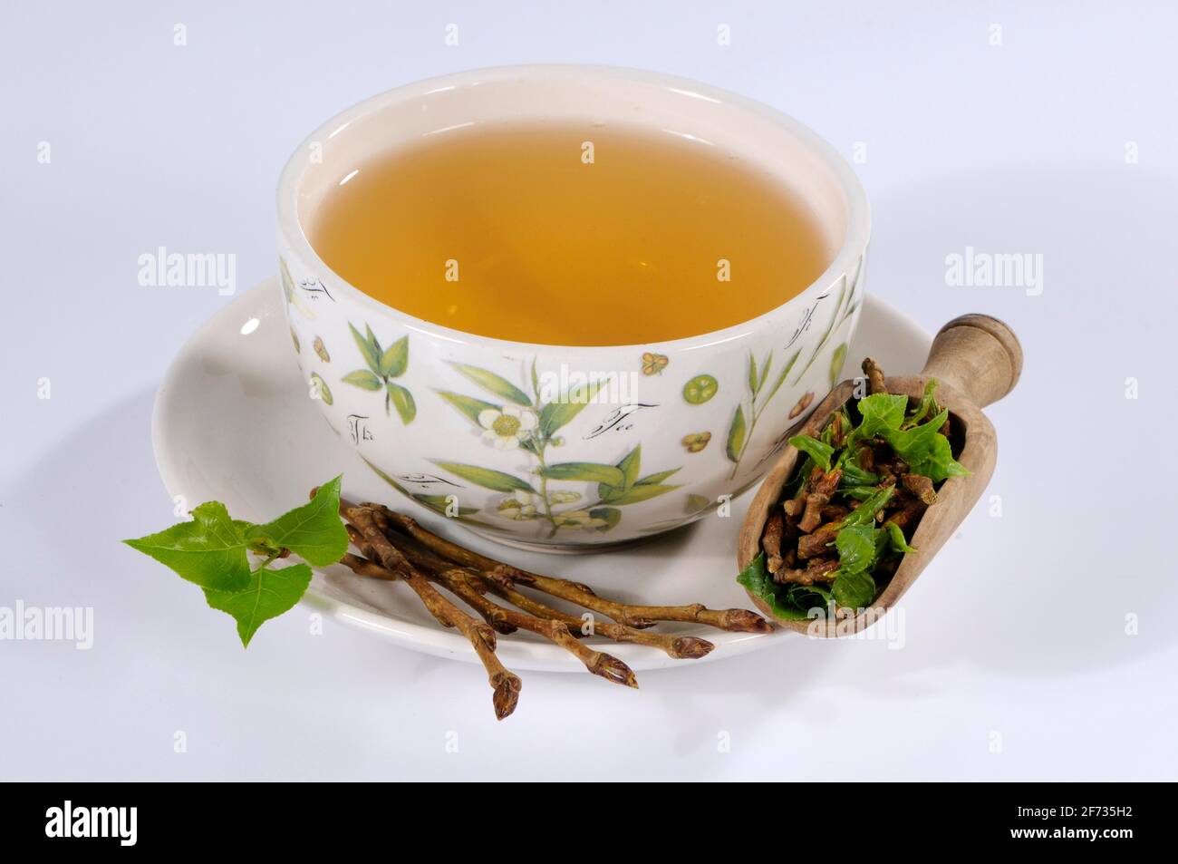 Tasse Schwarzer Pappel Knospe Tee (Populus nigra), Schwarzer Pappel Knospe Tee, Schwarze Pappel Stockfoto
