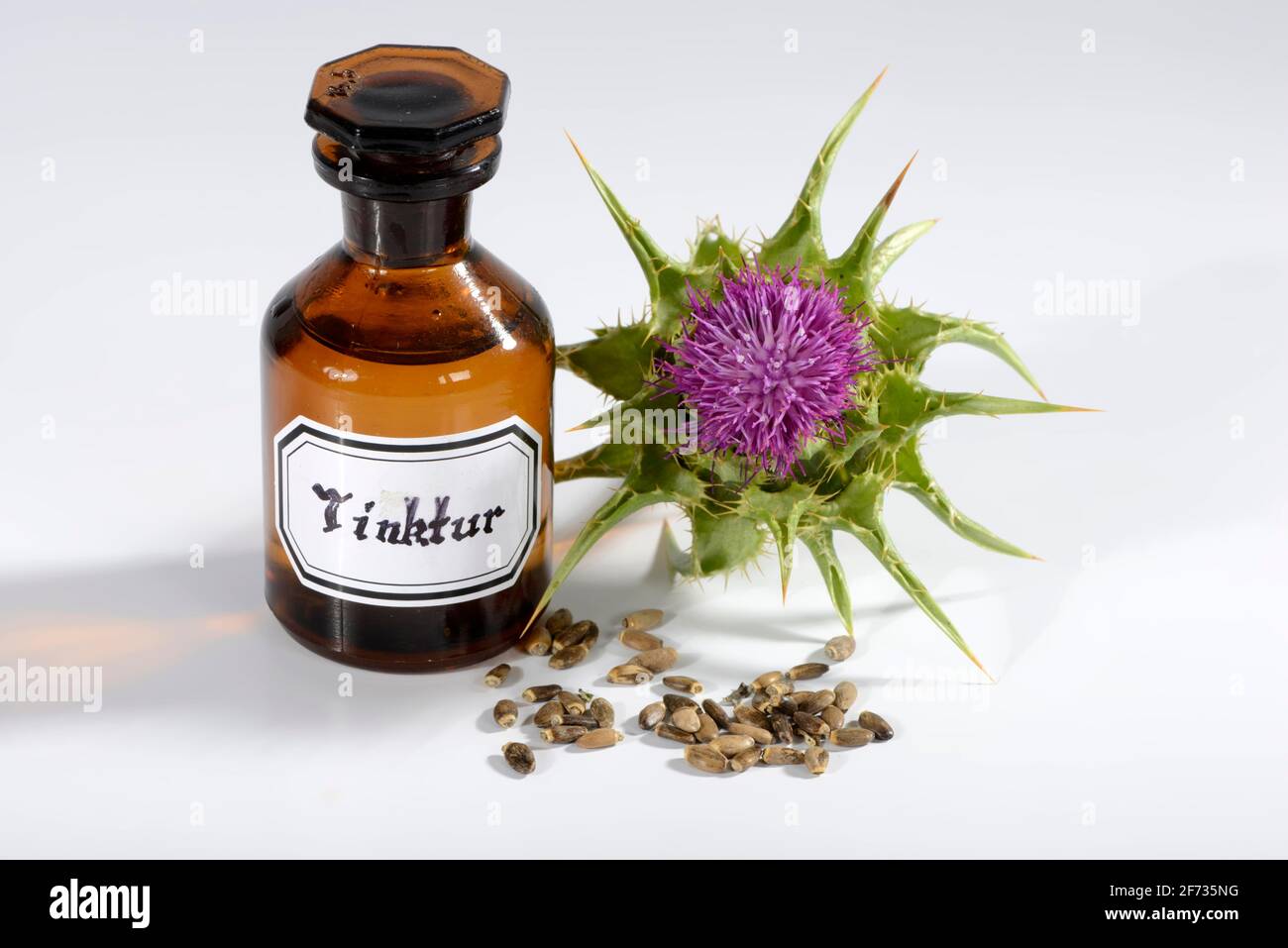 Carduus marianus Tinktur, Fieberdistel, Mariendistel, Distel (Silybum marianum), Stachelgras, Venusdistel, weiße Distel Stockfoto