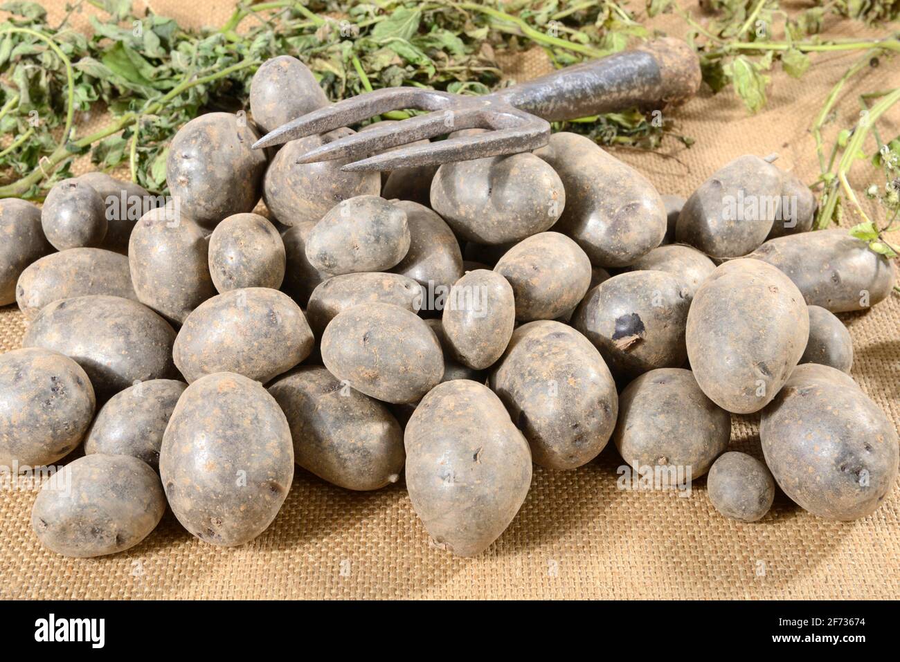 Kartoffeln (Solanum tuberosum), Sorte Blaue Anneliese Stockfoto