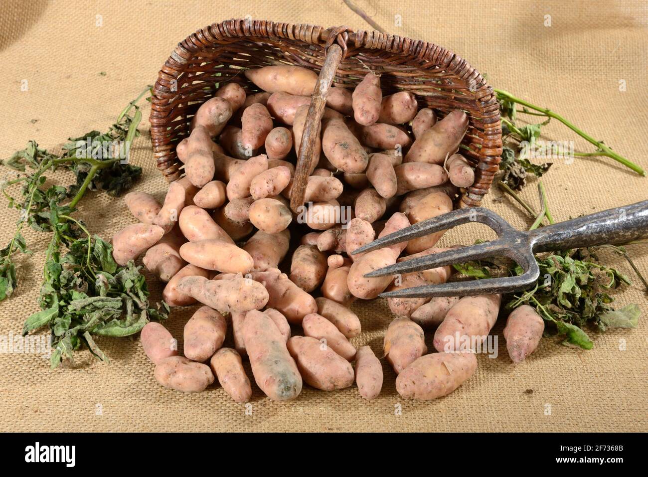 Kartoffeln (Solanum tuberosum), Sorte Angelnerkegel, Korb Stockfoto