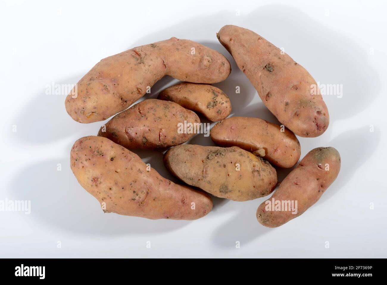 Kartoffeln (Solanum tuberosum), Sorte Angelner Zapfen Stockfoto