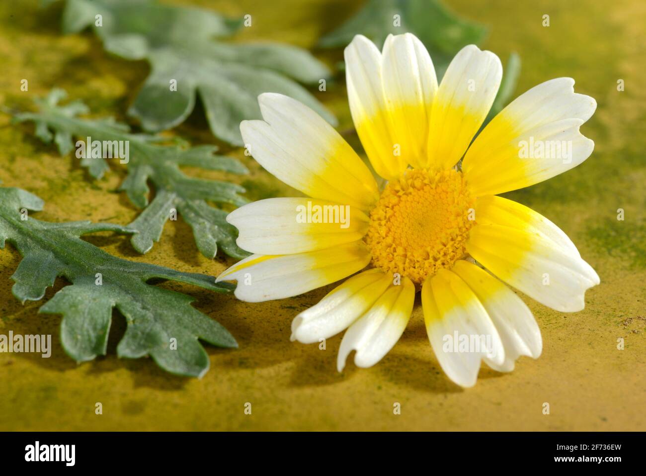 Chrysantheme (Chrysantheme coronarium) Stockfoto