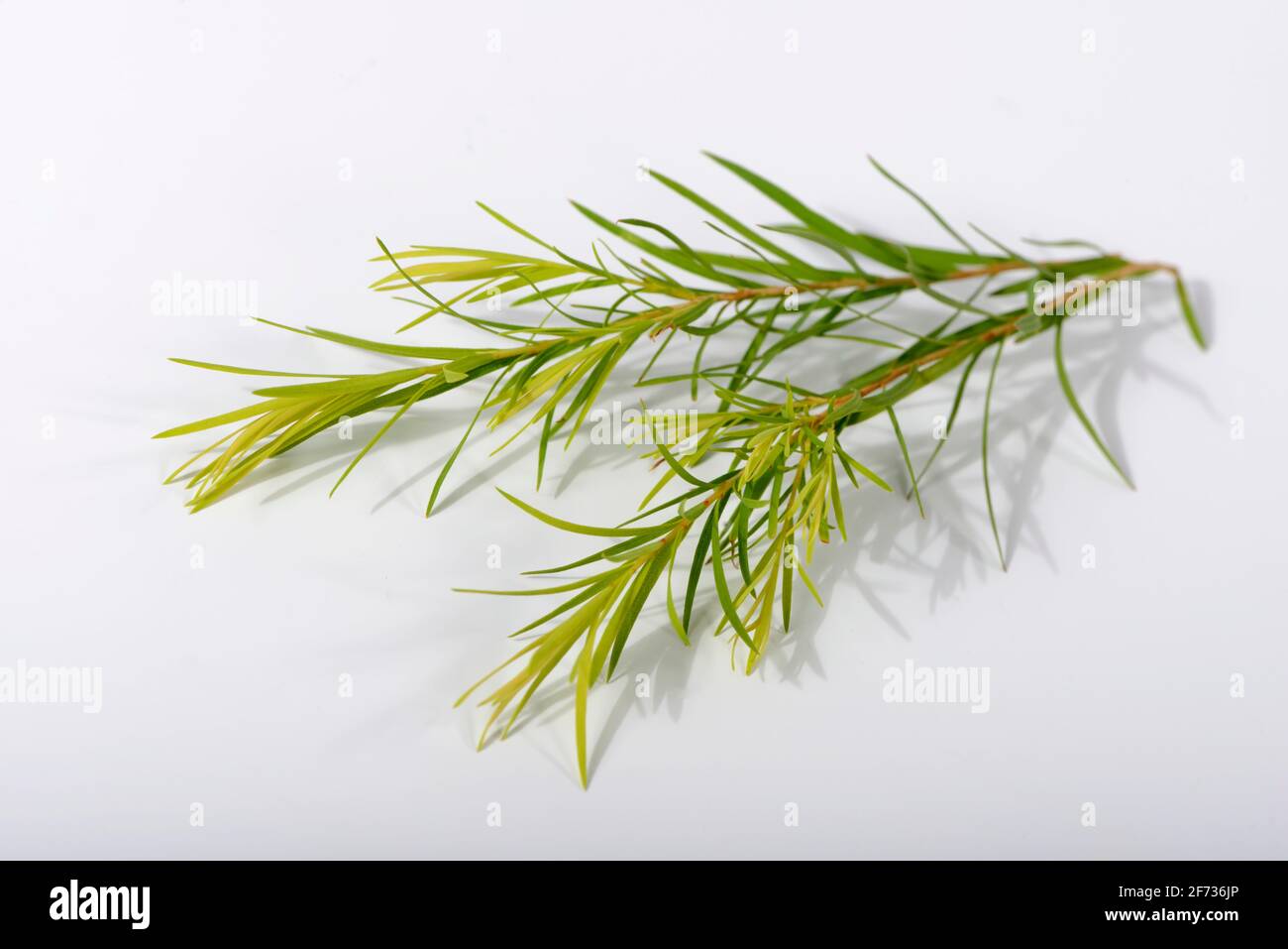 Teebaum (Melaleuca alternifolia) Stockfoto